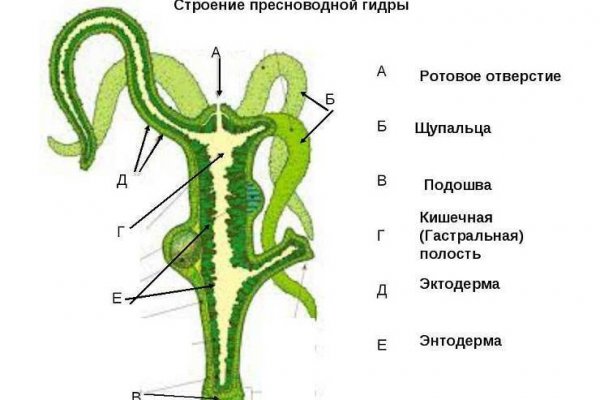 Прямая ссылка на кракен